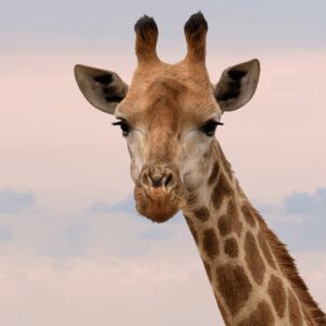 Blogartikel Stoffwindeln besser für die Umwelt - Bild einer Giraffe 