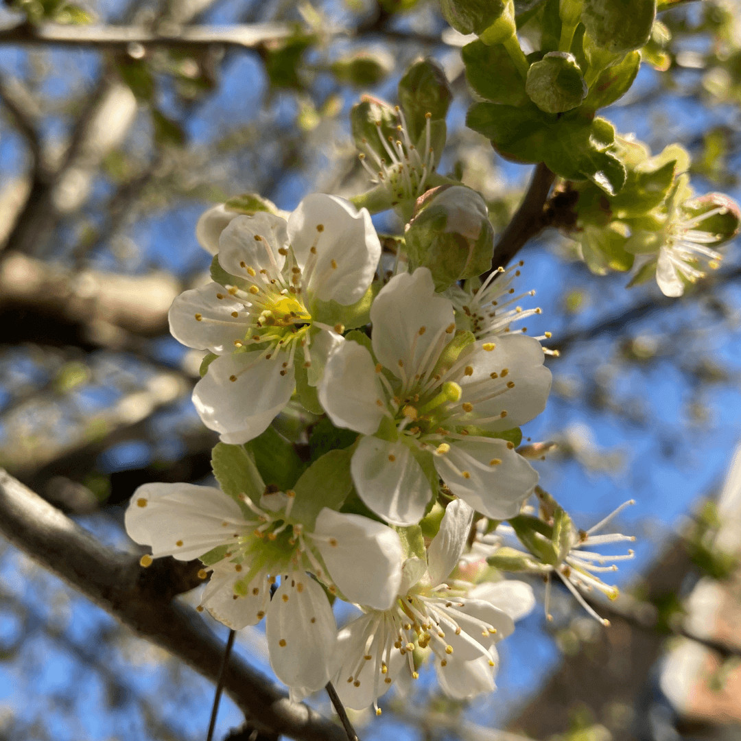 12 von 12 im April 2022 - Blüten unseres Kirschbaums