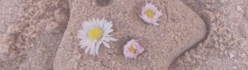 Beitragsbild Blogartikel Sommer Sonne Natürlicher Sonnenschutz - Seestern aus Sand mit Gänseblümchen dekoriert