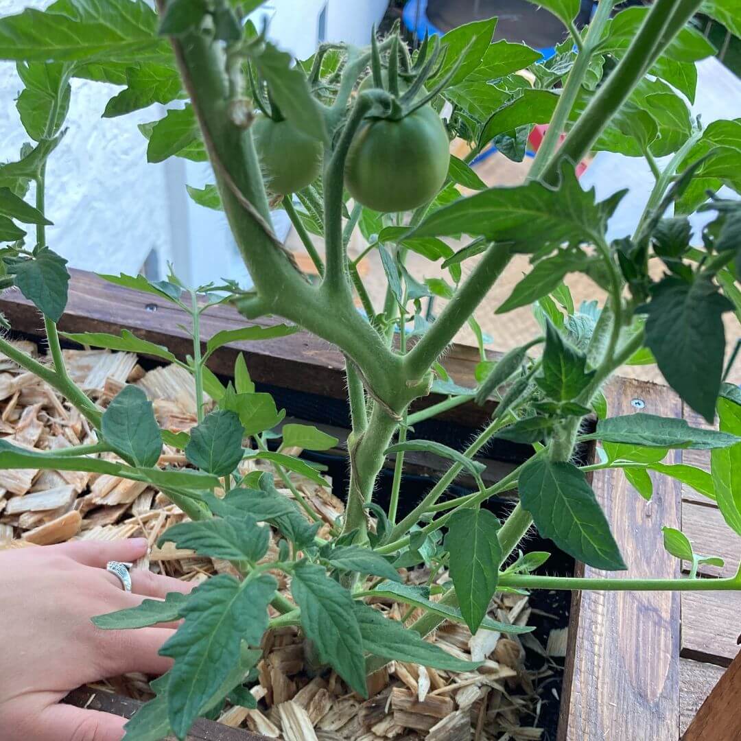 12 von 12 im Juni 2022 - Tomatenpflanze mit Holzhackschnitzeln darum