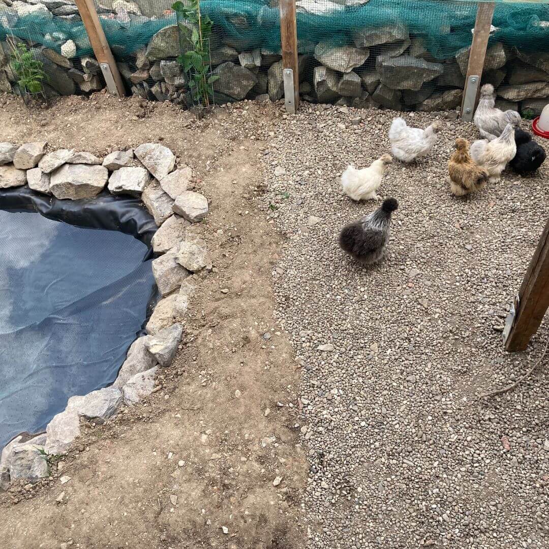 12 von 12 im Juli 2022 - Zwergseidenhühner im Außengehege