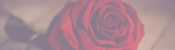 Beitragsbild Blogartikel Natürliche Monatshygiene - Rote Rose auf Holzboden
