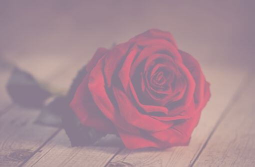 Beitragsbild Blogartikel Natürliche Monatshygiene - Rote Rose auf Holzboden