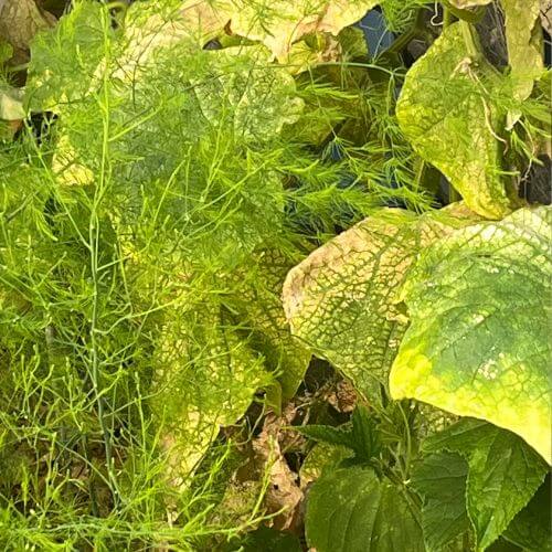 12 von 12 im August 2022 - Vernachlässigter Garten - Gurkenpflanze