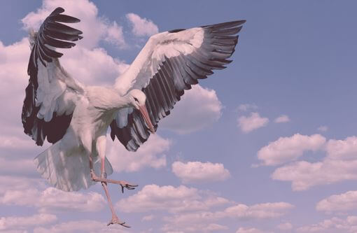 Beitragsbild Blogartikel Die letzten Vorbereitungen für die Geburt - Fliegender Storch