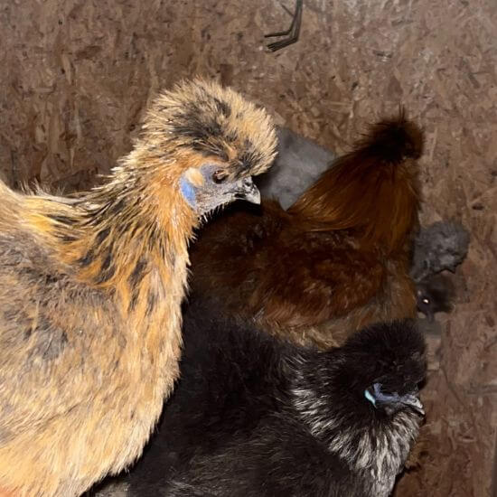12 von 12 im April 2023 - Hühner im Stall