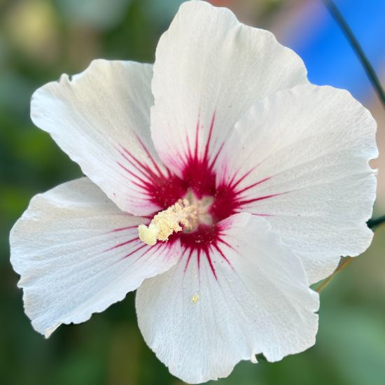 Beitragsbild Blogartikel 12 von 12 im August 2024 -Hibiskusblüte